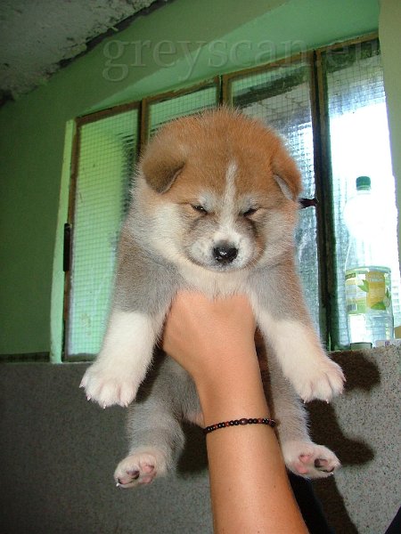 21 to jsem ale méďa.jpg